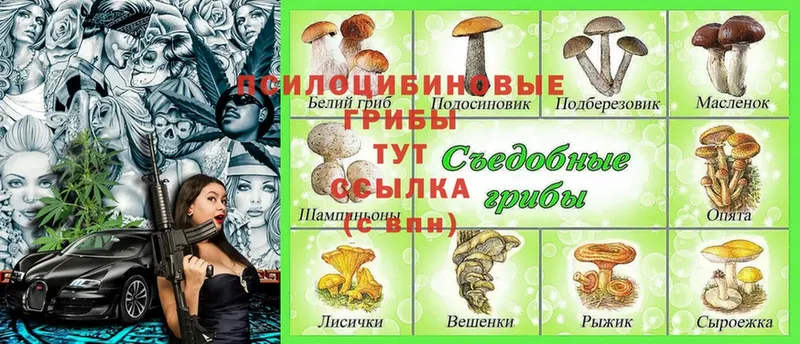 ОМГ ОМГ ссылки  Михайлов  Псилоцибиновые грибы Psilocybine cubensis  сколько стоит 